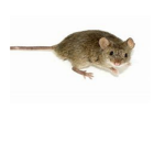 the mouse. the mouse.