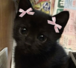 The kitty group!:3