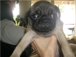 pug loverz