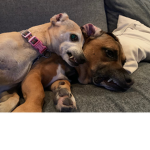 The Chihuahua’s
