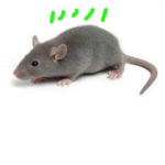 the rats that are smelly