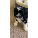 My dog Smudge