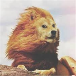 The Doge Rebellion