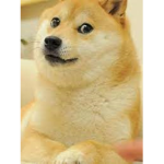 TDO | The Doge Order