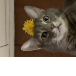 Pans Warrior cat events!/activities!