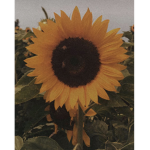 FireFlyFields