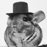 Chinchillas!!