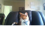 Cat gang evnts