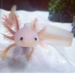 Albino_Clan