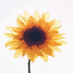 EPIC SUNFLOWER GROUP