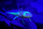 Axolotls fans! (Axoltols!)