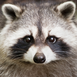 [Pre release] Raccoons