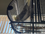 Birds are good and fun