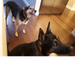 Moxie doggers
