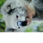 Forever koalas