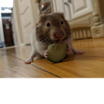Hammy the hamster who nibbles a lot