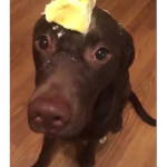 Butter Dog!