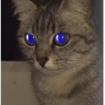 Øåšîš
