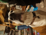 My doggo is sus