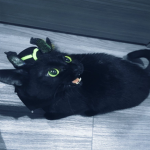 'meoww