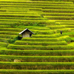 Rice FieId