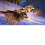 dances with wolves