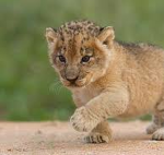 cub's