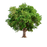 The Tree Group!!!