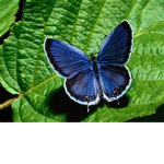 Butterfly.squadxxx