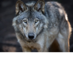 the club for people who like wolves