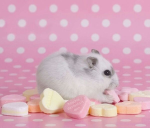 HAMSTERCUTE