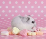 HAMSTERCUTE Group Thumbnail