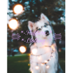 *-.Fluffy’s.-* *-.Clothing.-*
