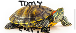 The Tommy empire
