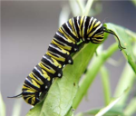 Caterpillar Fans