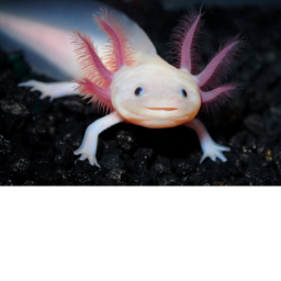 axolotl hangout