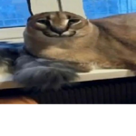 sssssssssssssssssssssssssssssssssssssssssssssssss