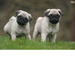 THE CUTE PUG DOG