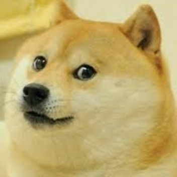 Doge Everyday :3