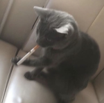 P幫