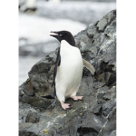 Penguins jr