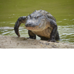 Alligators are SUPER COOL