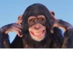 Monkey Gang_1111