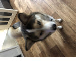 Animal and pets group