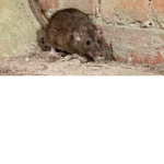 Da CoOl rAtS