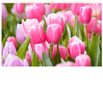 Lilys group.