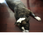 Puppy life up to big dogs