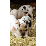 Pig group Minecraft