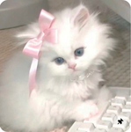 ‘glamkitten