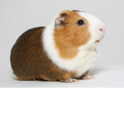 be a guinea pig!